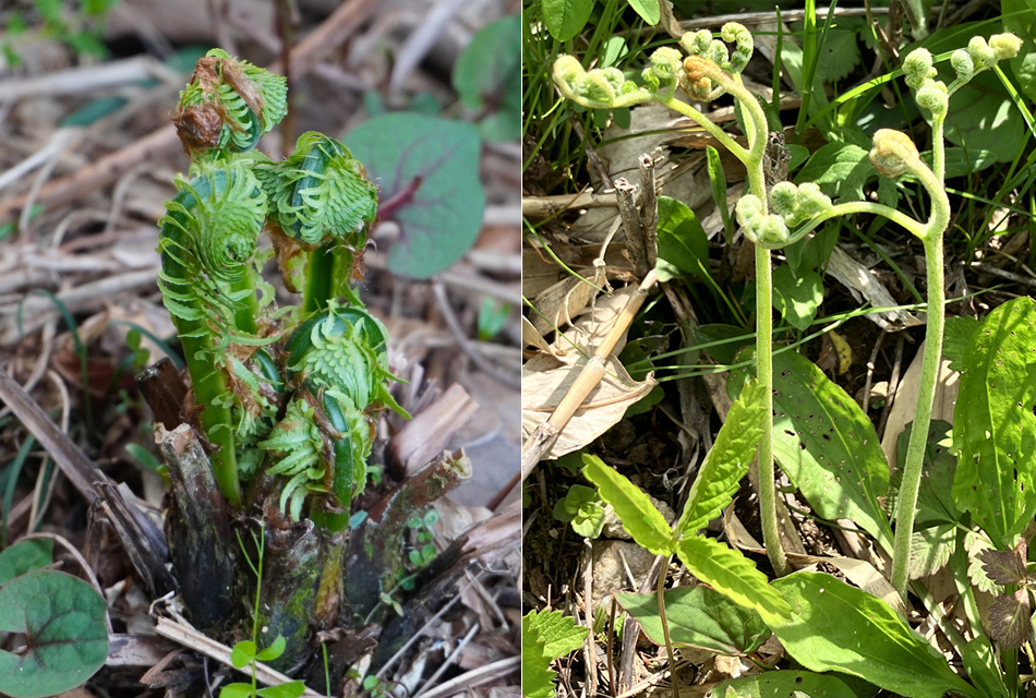 こごみとわらび